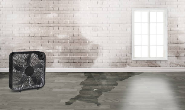 Best Professional water damage repair  in Fenton, MO